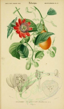 red_flowers-00627 - passiflora alata [2168x3667]
