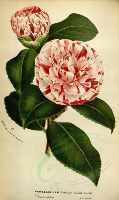 red_flowers-00632 - camellia japonica princesse clotilde [2237x3758]