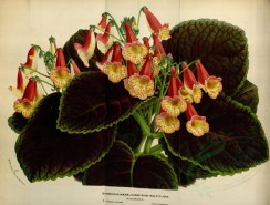 red_flowers-00634 - eucodonia naegelioides nana multiflora [4831x3653]