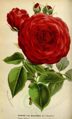 red_flowers-00636 - Rose Ile-Bourbon [2228x3702]
