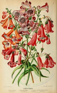 red_flowers-00641 - pentstemon [1913x3097]