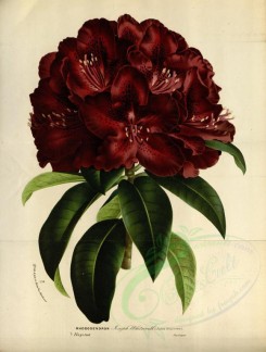 red_flowers-00649 - rhododendron joseph whieworth [3775x4992]