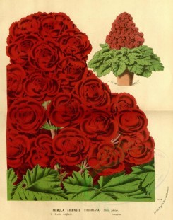 red_flowers-00661 - primula sinensis fimbriata [3428x4346]
