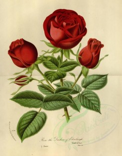 red_flowers-00669 - Rose Duchess Edenburgh [3538x4501]