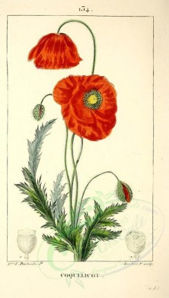 red_flowers-00671 - Red Poppy or Corn-Rose or Cop-Rose or Head-Wark - papaver rhoeas [2130x3737]