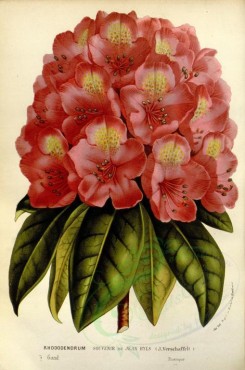 red_flowers-00685 - rhododendron souvenir de jean byls [2425x3653]