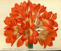 red_flowers-00691 - himantophyllum miniatum marie reimers [4550x3835]