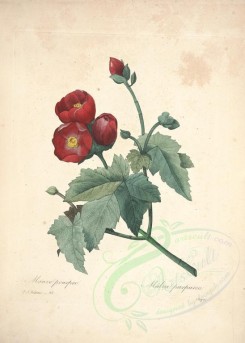 red_flowers-00705 - malva purpurea [5002x7010]
