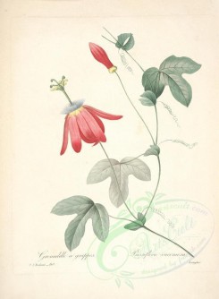 red_flowers-00710 - passiflora racemosa [4718x6418]