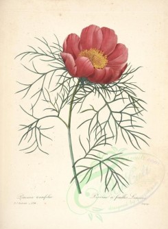 red_flowers-00711 - peaonia tenuifolia [4718x6418]