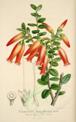 red_flowers-00717 - ceratostema longiflorum [3723x6010]
