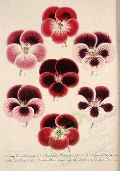 red_flowers-00720 - geranium, pelargonium [4218x6010]