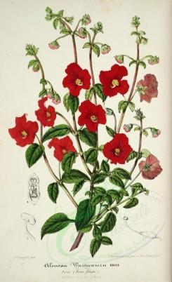 red_flowers-00724 - alonsoa warscewiczii [3803x6234]