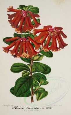 red_flowers-00727 - rhododendrum retusum [3603x5850]