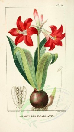 red_flowers-00728 - amaryllis punicea [2078x3664]