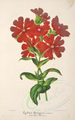 red_flowers-00749 - lychuis haagena [3798x6018]