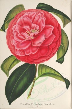 red_flowers-00754 - Camellia Reticulata flore pleno [3972x6031]