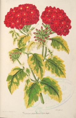 red_flowers-00782 - verbena [3828x5882]