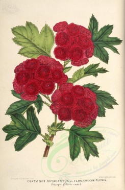 red_flowers-00794 - crataegus oxyacantha [3892x5901]