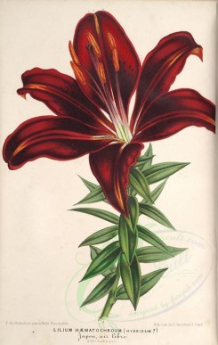 red_flowers-00796 - lilium haematochroum [3782x5965]