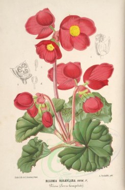 red_flowers-00799 - begonia rosaeflora [3731x5621]