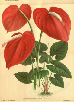 red_flowers-00835 - anthurium archiduc [3577x4925]