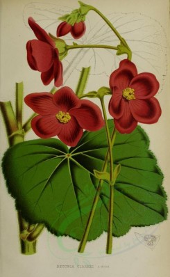red_flowers-00872 - begonia clarkei [2830x4586]