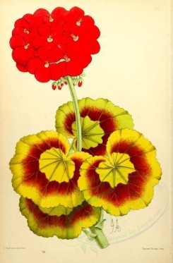 red_flowers-00884 - Pelargonium Bicolor [1906x2894]