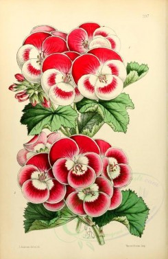 red_flowers-00885 - Pelargonium Fancy [1915x2942]