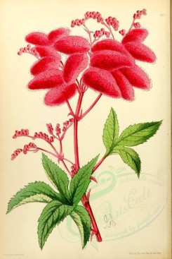 red_flowers-00890 - Spiraea Palmata [1966x2942]