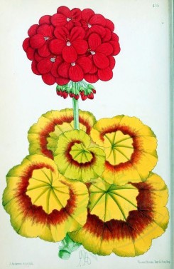 red_flowers-00895 - Pelargonium Bicolor [1849x2841]