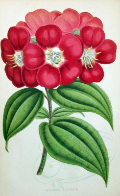 red_flowers-00907 - lasiandra lepidota [1887x3082]