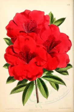 red_flowers-00911 - Azalea Fanny Ivery [1939x2926]