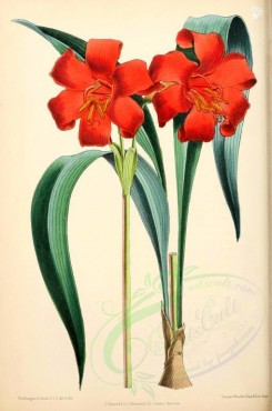 red_flowers-00912 - Gastronema Sanguineum Flammeum [1932x2910]