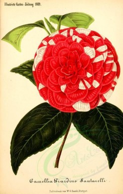 red_flowers-00946 - camellia [2515x3950]