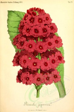 red_flowers-00951 - primula japonica [2003x2997]