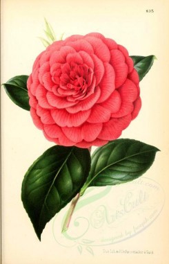 red_flowers-00988 - camellia poldina vanturi [1950x3031]