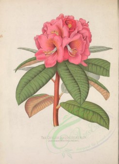 red_flowers-01005 - Ceylon Rhododendron, rhododendron rollissonii [3170x4365]