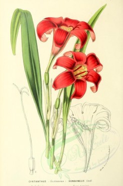 red_flowers-01010 - cyrtanthus sanguineus [1787x2690]