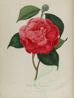 red_flowers-01025 - camellia derbiana [2785x3692]