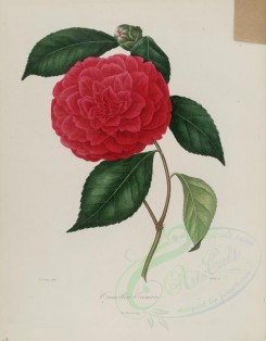 red_flowers-01029 - camellia eximia [2889x3695]