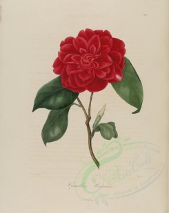 red_flowers-01030 - camellia hosackia [3048x3838]