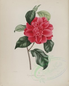red_flowers-01032 - camellia laciniata [3056x3759]