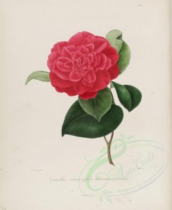 red_flowers-01046 - camellia anemoneflora warrata senensis [2964x3630]