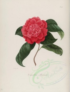 red_flowers-01047 - camellia brownii [2900x3797]