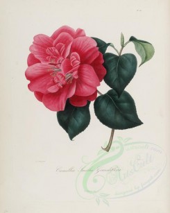 red_flowers-01074 - camellia smithii grandiflora [2900x3630]