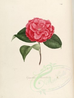 red_flowers-01086 - camellia atrorubens [2749x3665]
