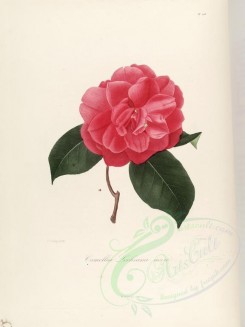 red_flowers-01110 - camellia lochiana nova [2749x3665]