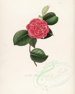 red_flowers-01116 - camellia palmer's carminea [2917x3665]