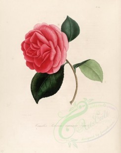 red_flowers-01121 - camellia pictorum coccinea [2949x3706]